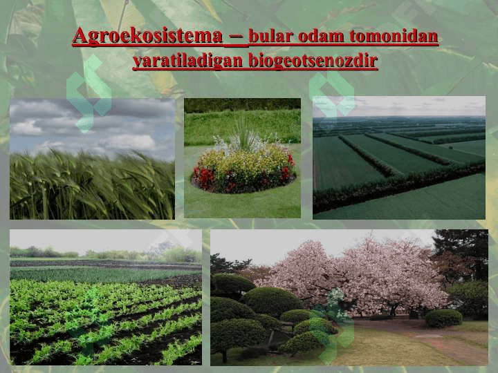 Sun’iy ekosistema 4