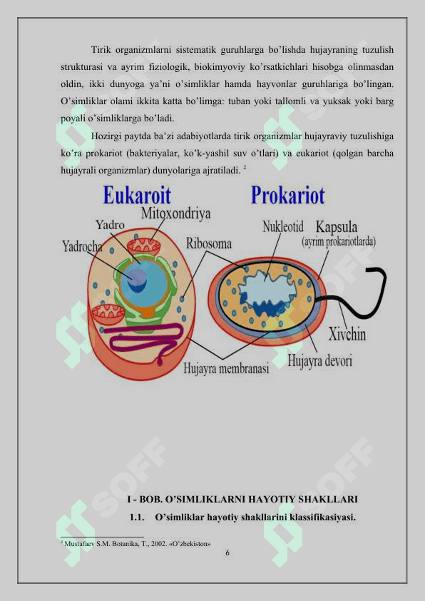 O’simliklarni hayotiy shakllari 6