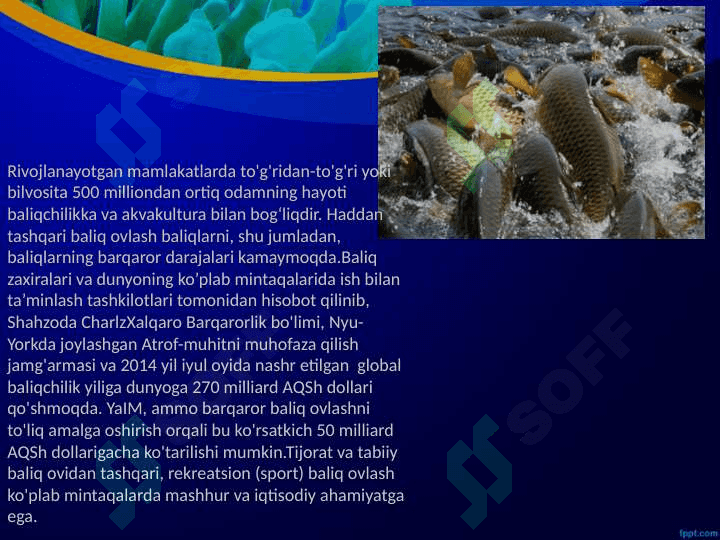 Baliqchilik,  uning iqtisodiy  ahamiyati. 6