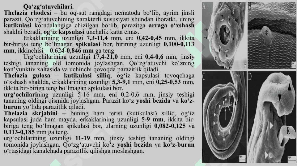 Qoramollarning telyaziozi 4