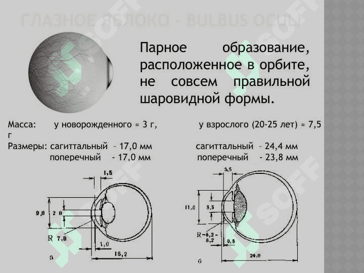 АНАТОМИЯ ОРГАНА ЗРЕНИЯ 5