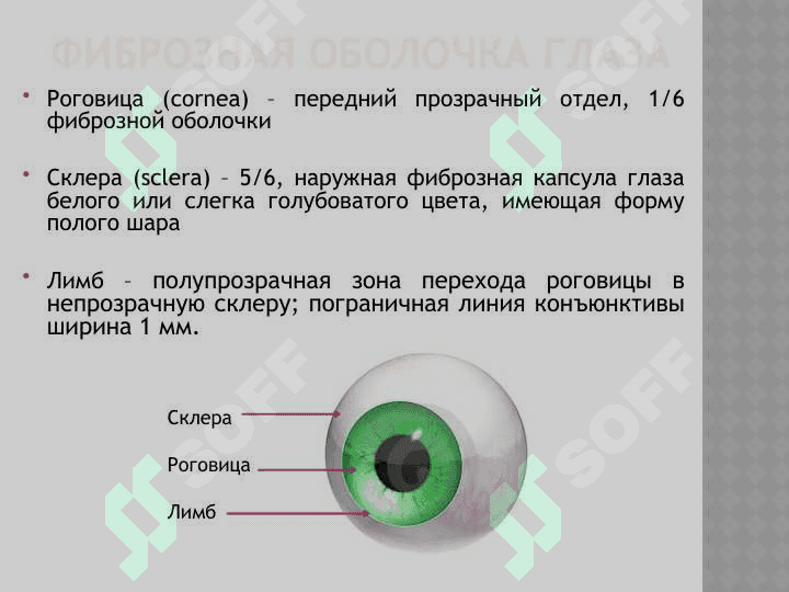 АНАТОМИЯ ОРГАНА ЗРЕНИЯ 7