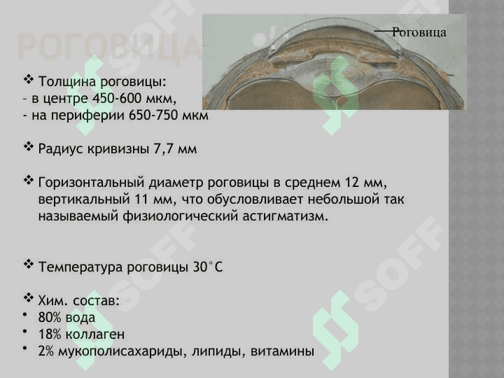 АНАТОМИЯ ОРГАНА ЗРЕНИЯ 8