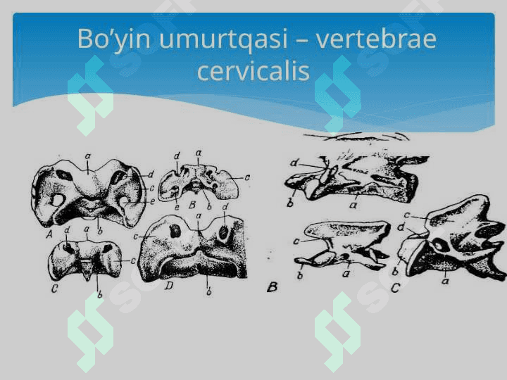 Umurtqa, qovurg`a, to`sh suyagi, ko`krak  qafasi suyaklari 2