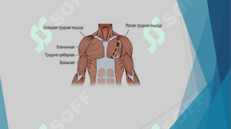 KO’KRAK  MUSHAKLARI . DIAFRAGMA . QORIN MUSHAKLARI 6