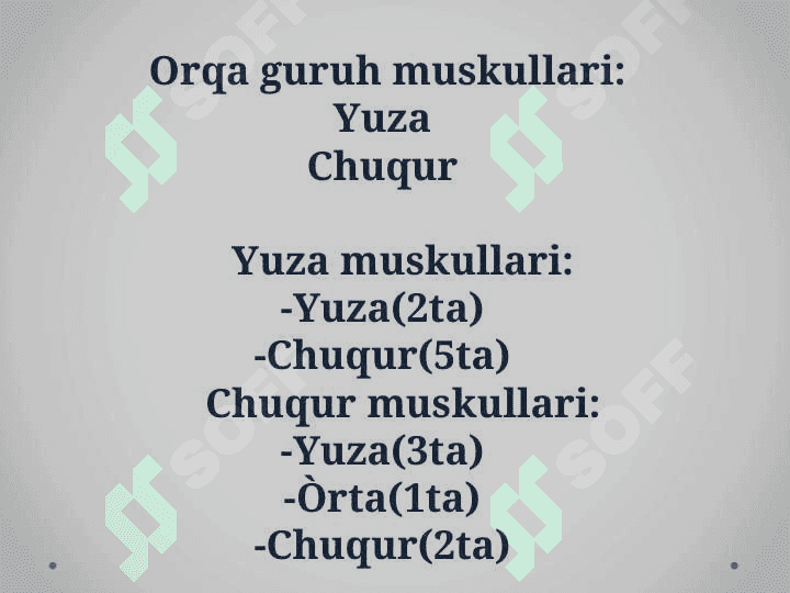 Tananing orqa tomonidagi muskullari 3