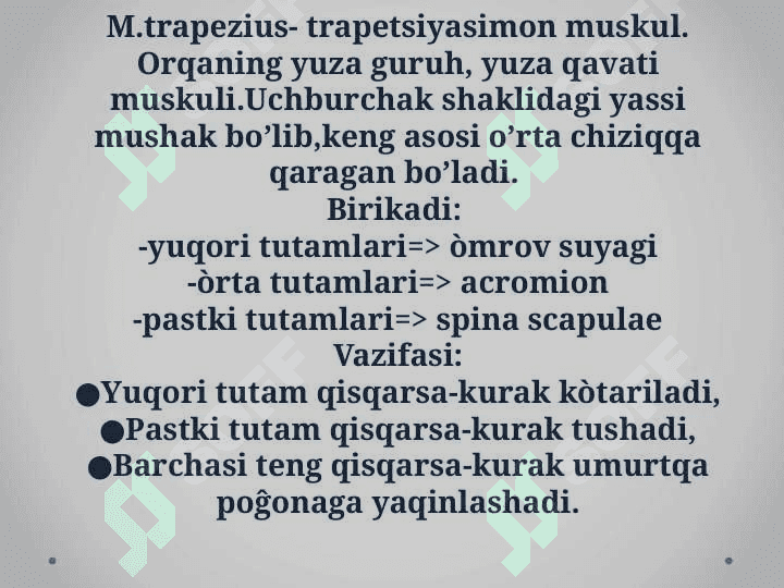 Tananing orqa tomonidagi muskullari 4