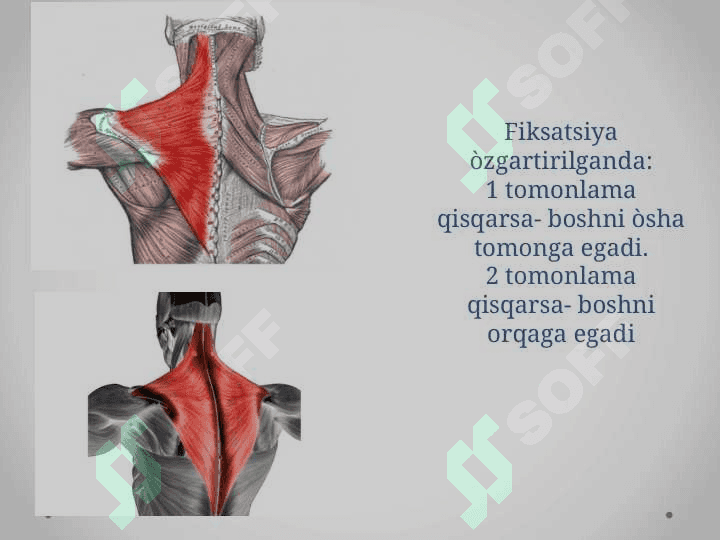 Tananing orqa tomonidagi muskullari 5