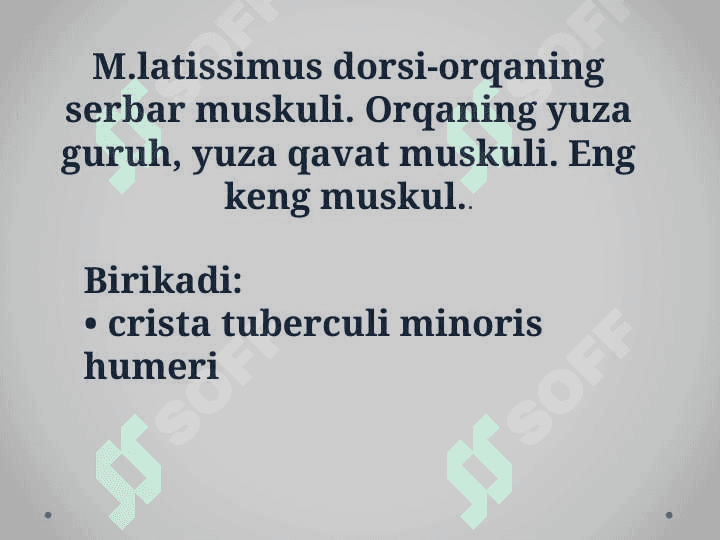 Tananing orqa tomonidagi muskullari 6