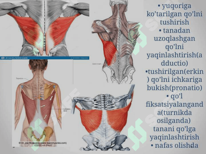 Tananing orqa tomonidagi muskullari 7