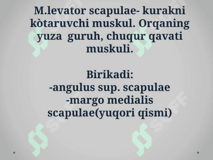 Tananing orqa tomonidagi muskullari 8