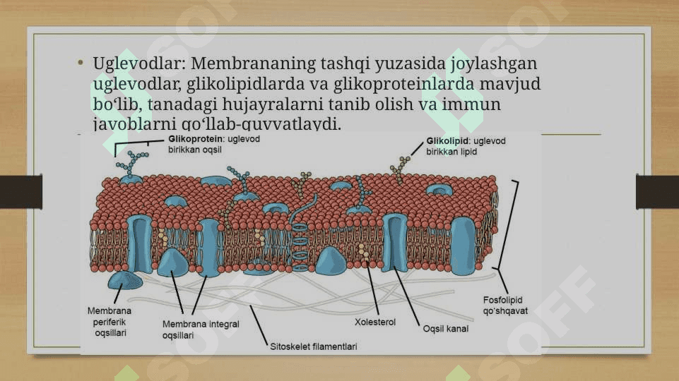 Membranalar buzilishlarini patalogik jarayonni kelib chiqishidagi o'rni 5
