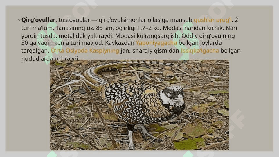 Zarafshon qirgʻovulining tarqalgan joyi va boshqa qirgʻovullardan farqi 3