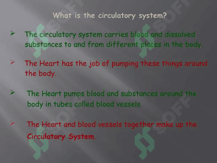 Circulatory System 2