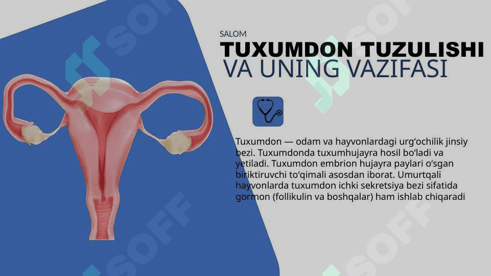 TUXUMDON SARATONI 2