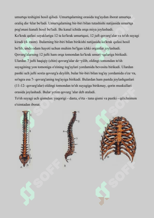Tayanch-harakatlanish sistemasining tuzilishi 4