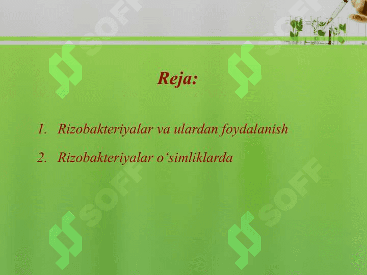 Rizobakteriyalar va ulardan foydalanish 2