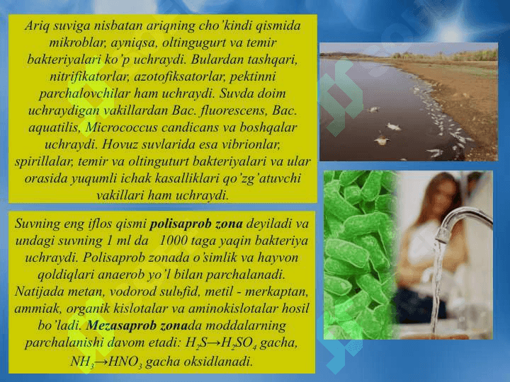 Biosfera va mikroorganizmlar ekologiyasi 4