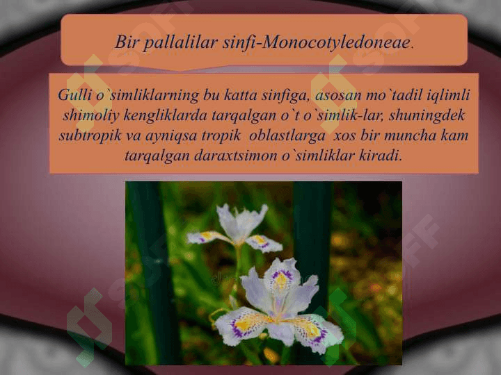 Bir pallalilar sinfi 2
