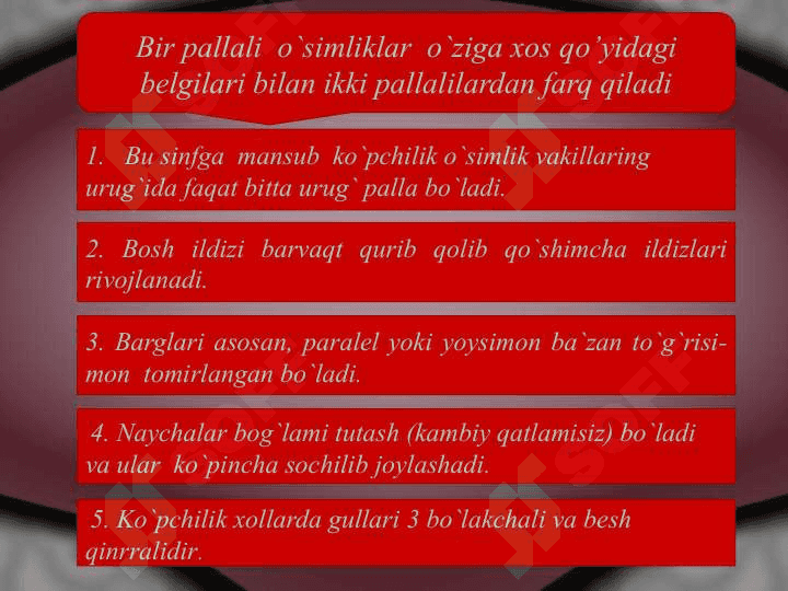 Bir pallalilar sinfi 3