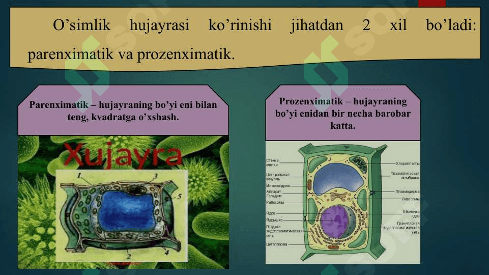 Hujayra tiriklikning asosi. 3
