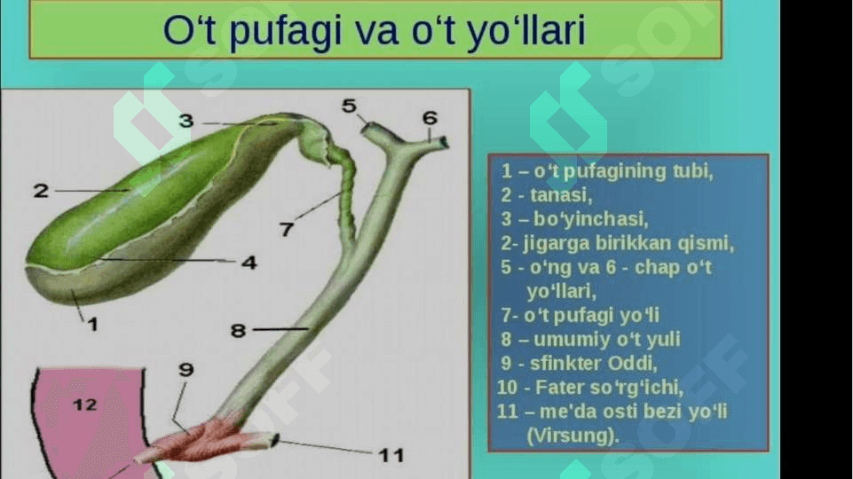 TOKSIK MODDALARNI JIGARDA ZARARSIZLANTIRILISHI 3