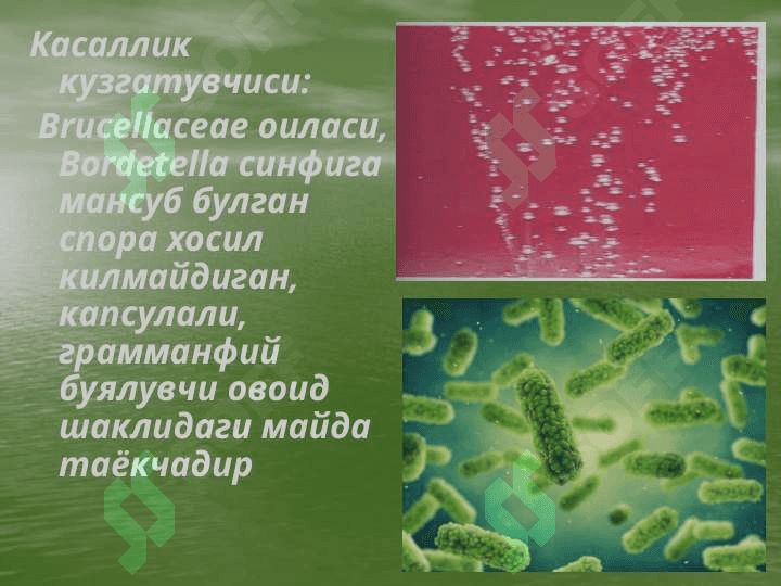 Ko’k yo’tal Qo’zg’atuvchisi tashhis qo’yish usullari 5