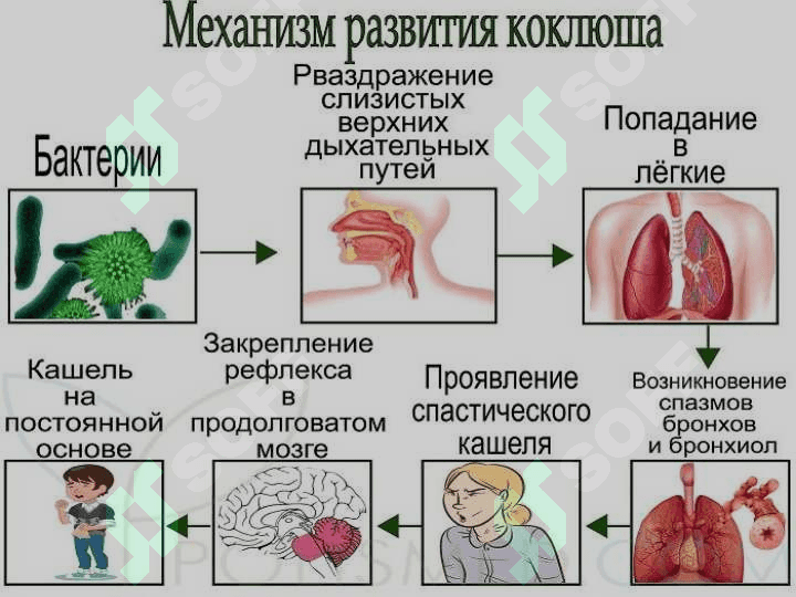 Ko’k yo’tal Qo’zg’atuvchisi tashhis qo’yish usullari 8