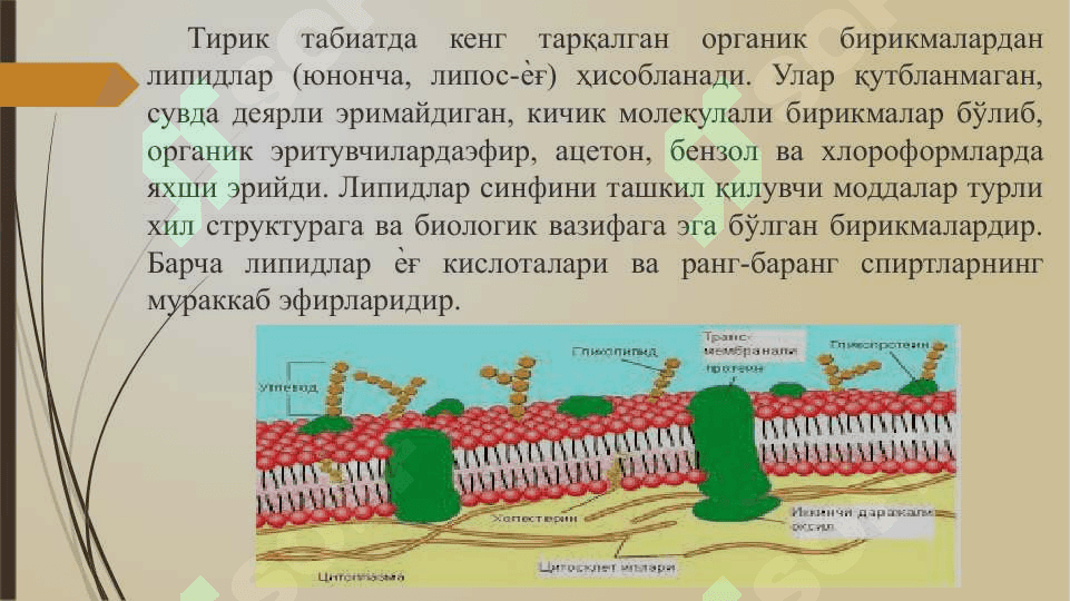 Липидлар ва уларнинг алмашинуви 2
