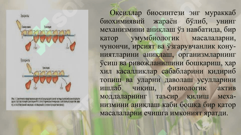 Оқсиллар синтези ва парчаланиши 3