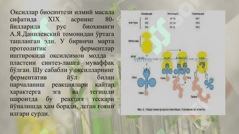 Оқсиллар синтези ва парчаланиши 4