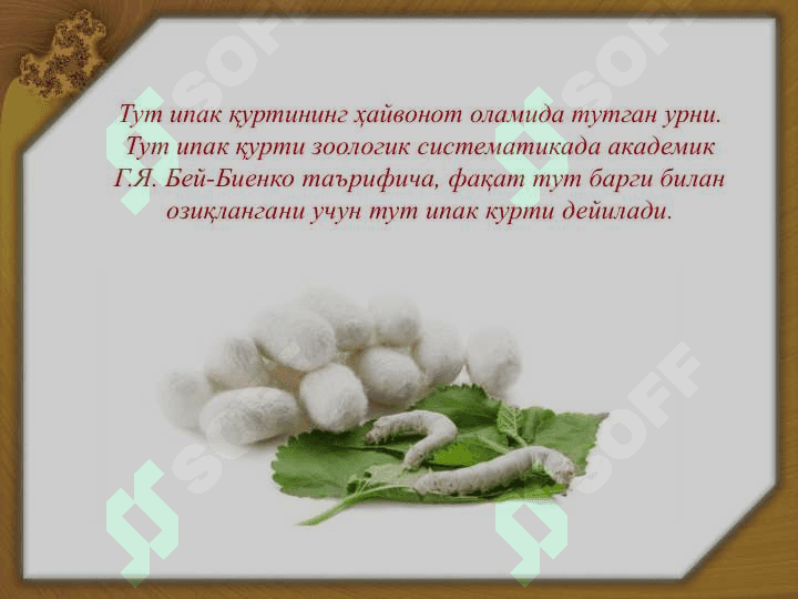 Тут ипак қурти 2