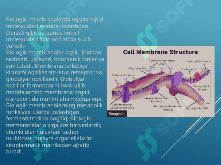 Membranalarning umumiy tuzilmalari 6