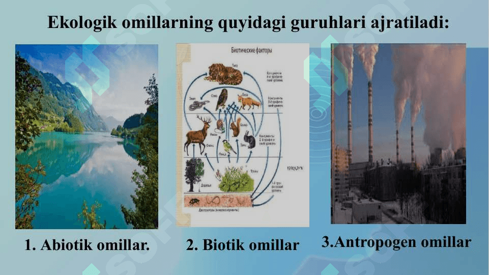 Mikroorganizmlarga ekologik omillarning ta’siri 8