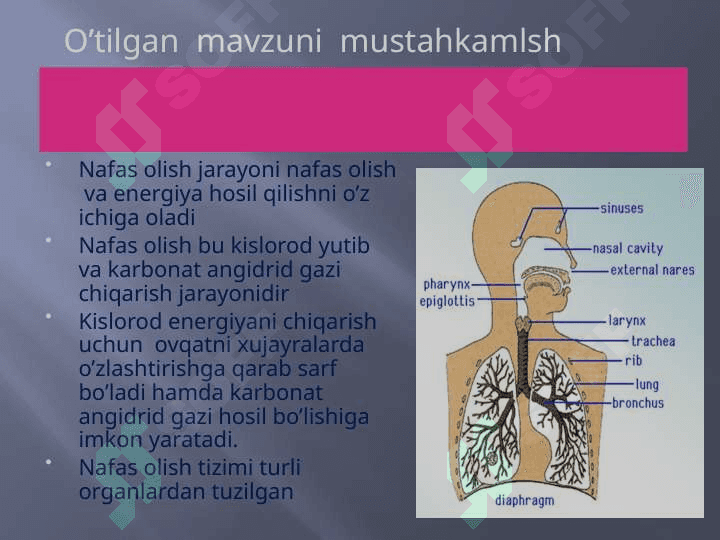 Odam nafas olish tizimi 3