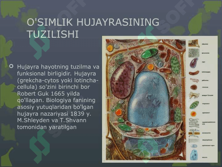 O’SIMLIK HUJAYRASINING TUZILISHI VA FUNKSIYALARI (2) 2