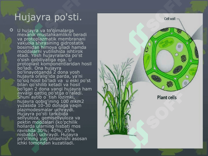 O’SIMLIK HUJAYRASINING TUZILISHI VA FUNKSIYALARI (2) 4