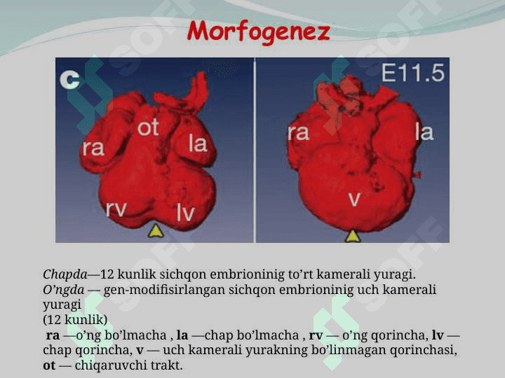 ODAM A’ZOLARINING ONTO – FILOGENEZI 5