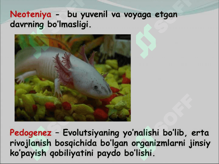 ODAM A’ZOLARINING ONTO – FILOGENEZI 8
