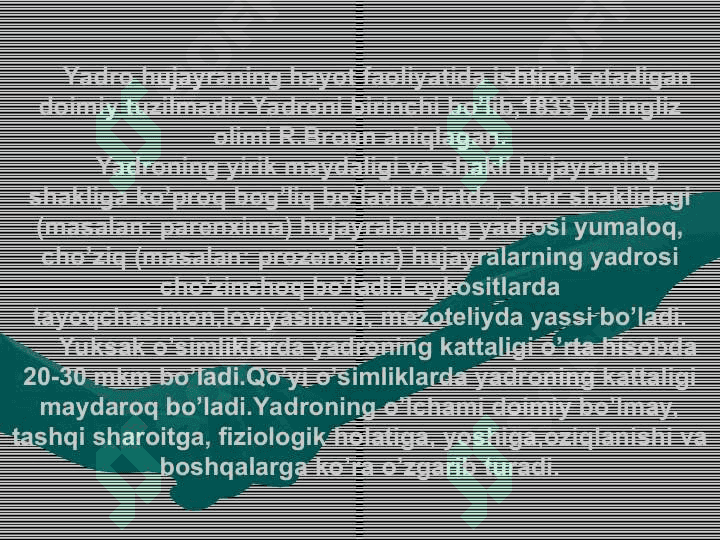 Hujayra yadrosi. YadrochaHujayra yadrosi. Yadrocha 2