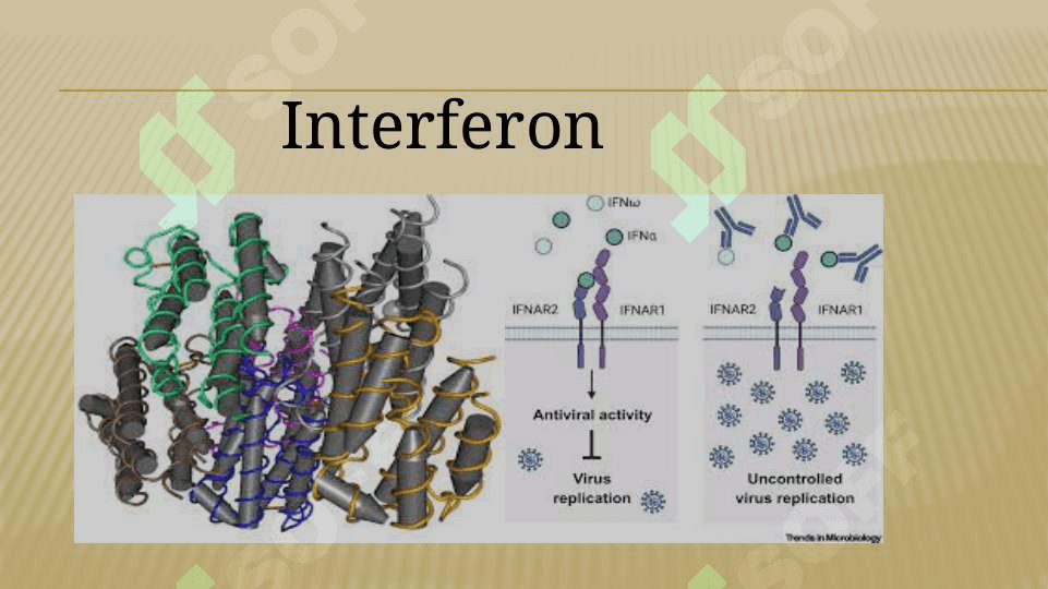 Interferon hám interferon indukorlar 3