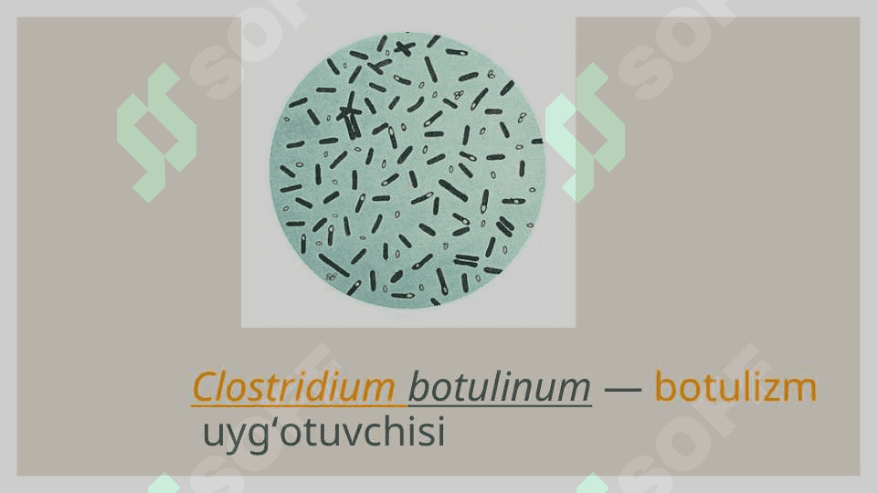 Mikroorganizmlar yordamida biomassadan energiya ishlab chiqarish 4