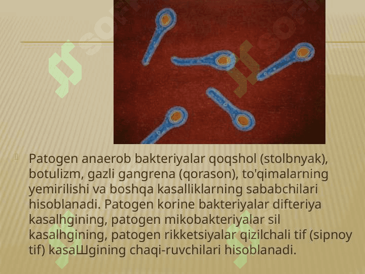 Patogen mikroorganizmlar 4
