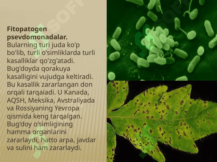 Patogen mikroorganizmlar 7