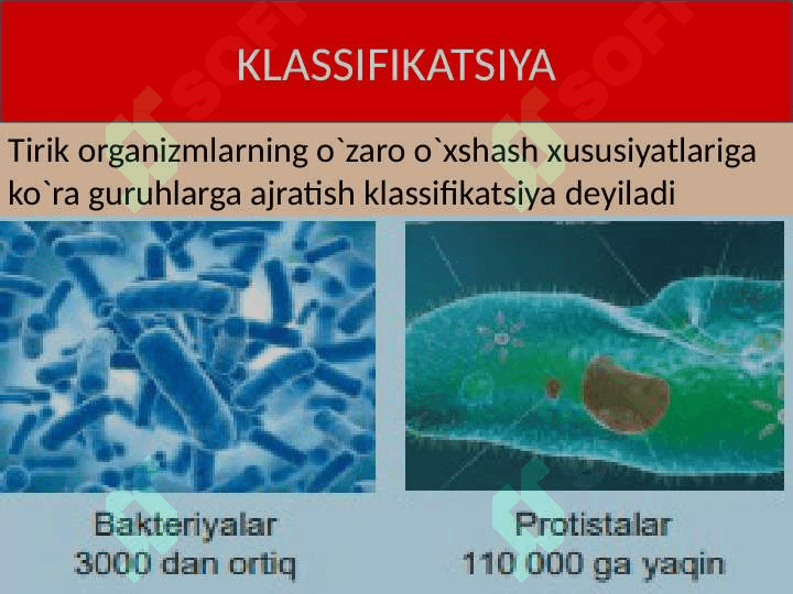 Tirik organizmlarning klassifikatsiyasi 4
