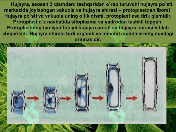 Xujayra 7