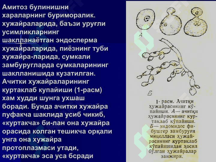 Амитоз булиниши 4