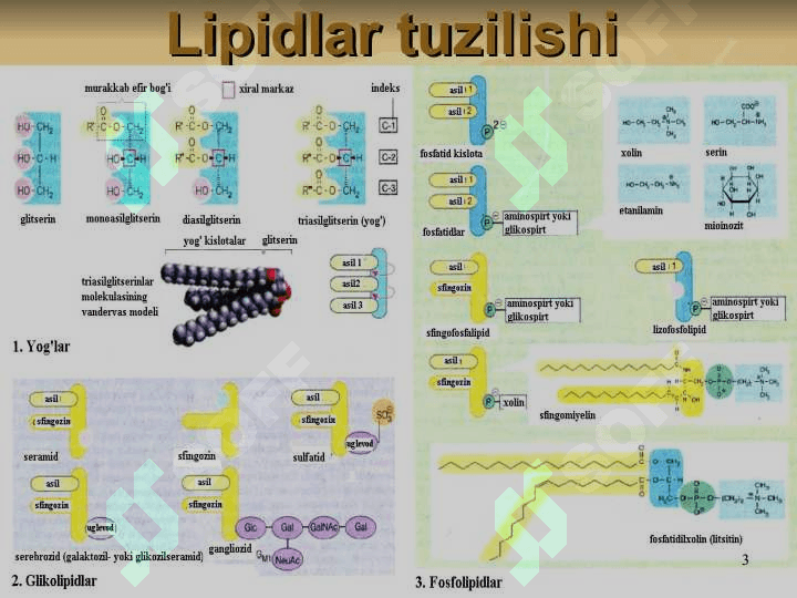LIPIDLAR ALMASHINUVI BIOKIMYOSI 3