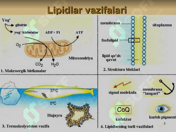 LIPIDLAR ALMASHINUVI BIOKIMYOSI 5