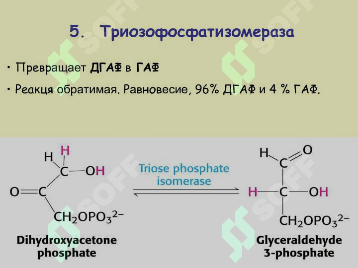 МЕТАБОЛИЗМ УГЛЕВОДОВ 7